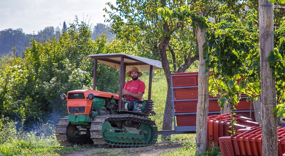 Alen Fakin in seinem Weinberg bei Motovun